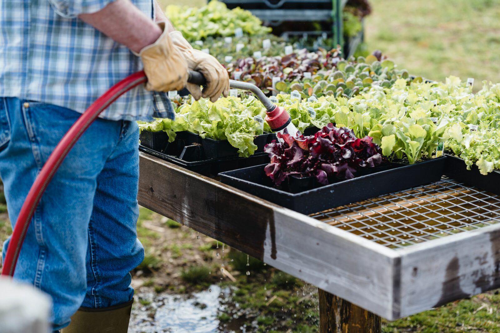 Veggie Garden